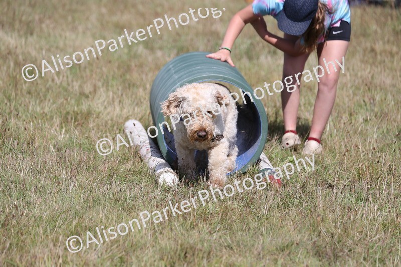 20260906-3429 - Class 34 - Dog Agility
