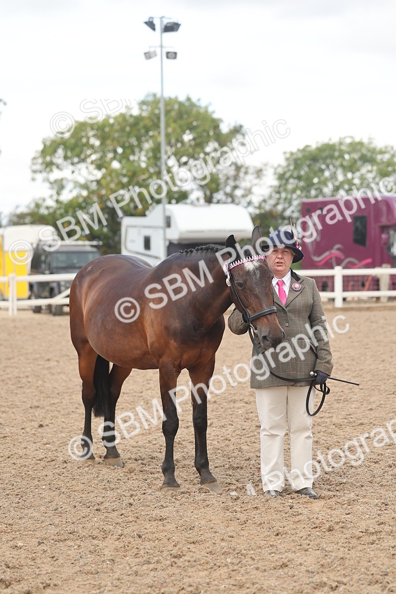 SBM_04327 - Class 17 - Prettiest Mare (IH or Ridden)