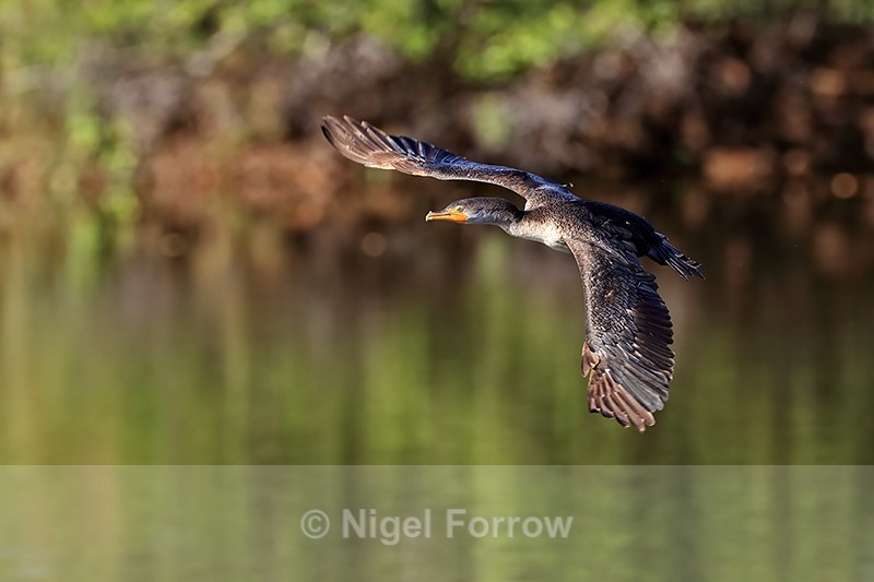 Double-crested Cormorant (juvenile) flying, Venice Rookery, Florida - Double-crested Cormorant