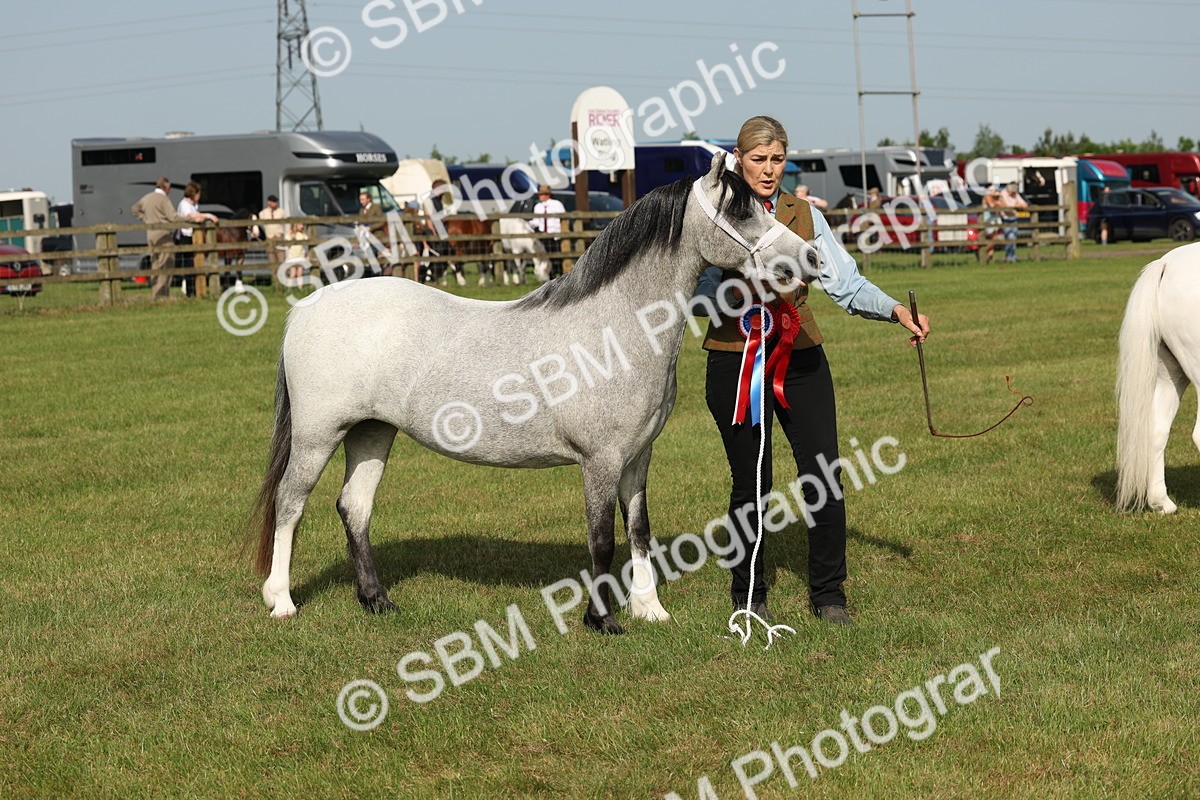 SBM_00653 - Class 6-13 - Mountatin and Moorland In Hand Welsh Breeds