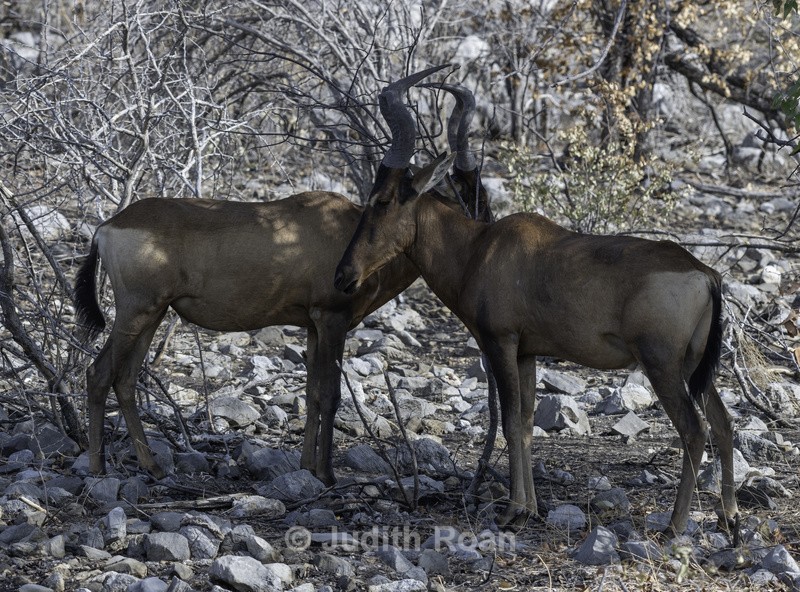 Hartebeest Pair - Namibia 2022