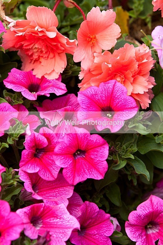 20110702-IMG_6131 - Plants & Flowers