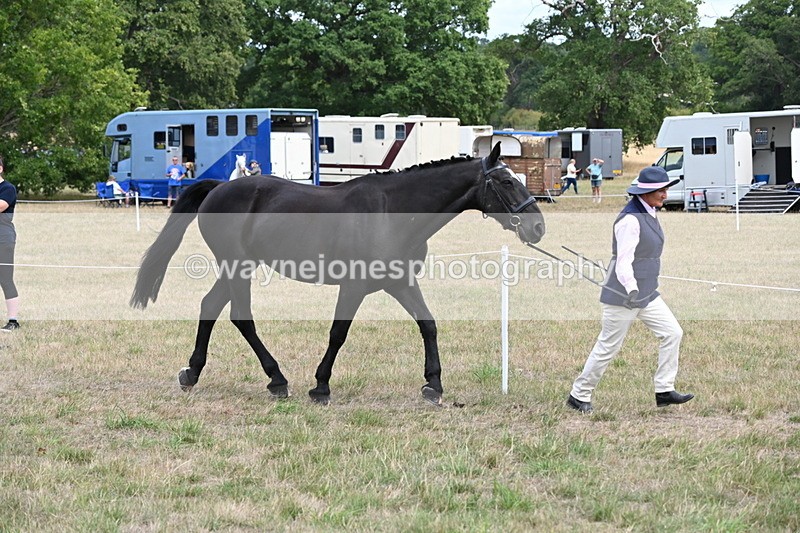 WJ6_5974 - Class 19 In-hand Veterans (Uploaded correct folder)