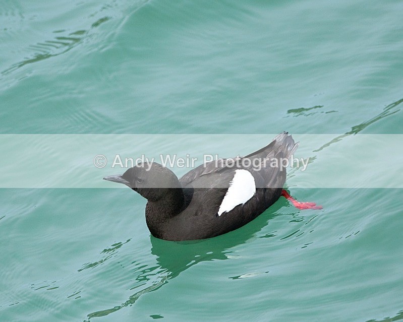 20110614-IMG_4671 - Guillemots