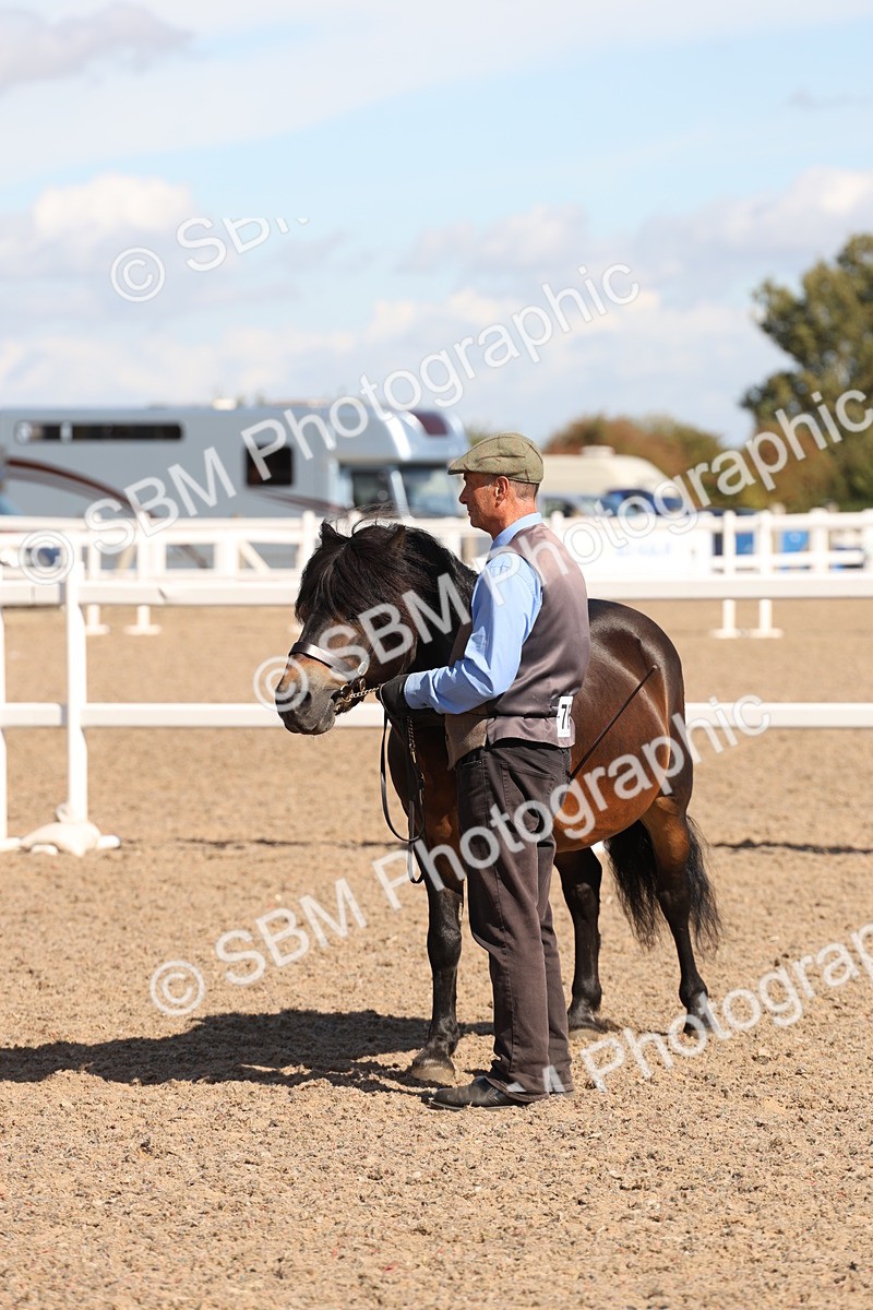 SBM_13932 - Class 205 - IH Show Pony - Show Hunter Pony