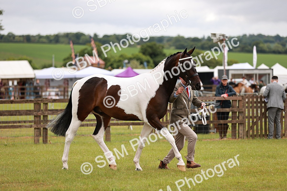 SBM_00749 - Class 26-30 Sport Horse In Hand