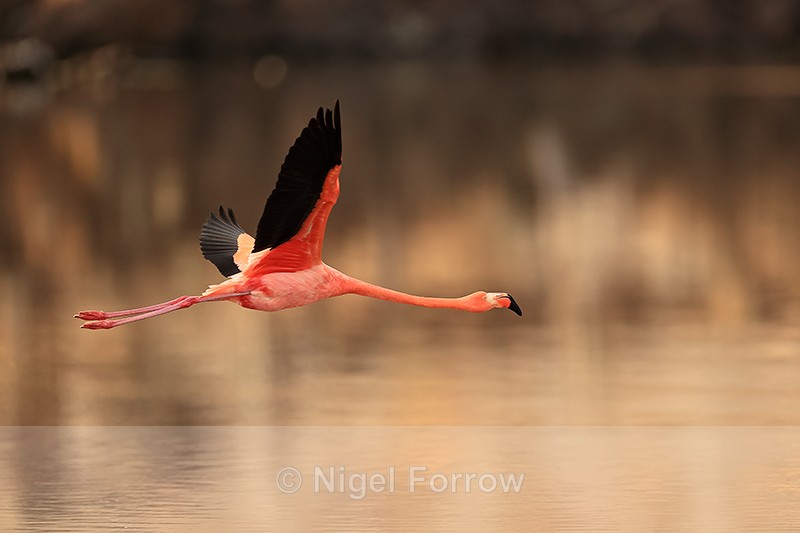 American Flamingo flying, Floreana, Galapagos - American Flamingo