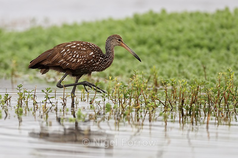 Limpkin, Harns Marsh, Florida - Limpkin