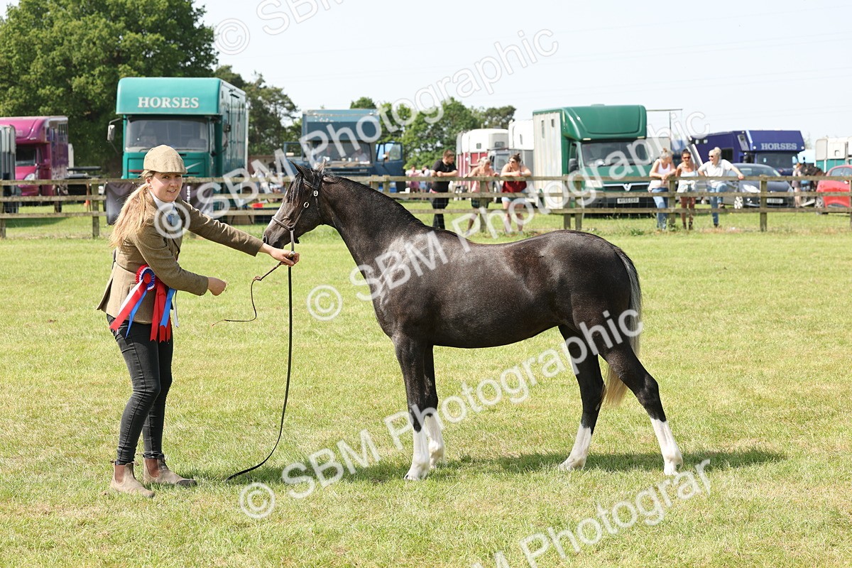 SBM_02421 - Class 6-13 - Mountatin and Moorland In Hand Welsh Breeds