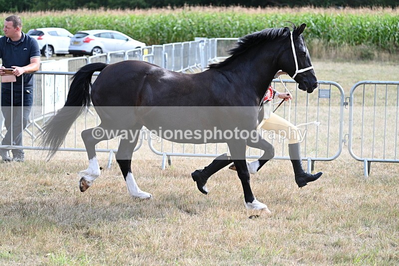 WJ7_8229 - In-hand Championship