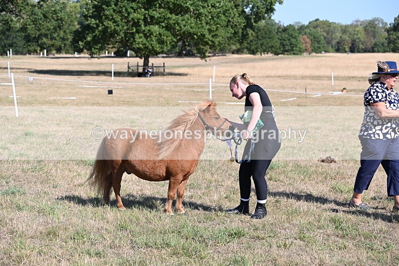 WJ6_7338 - Class 33 Rescue Pony