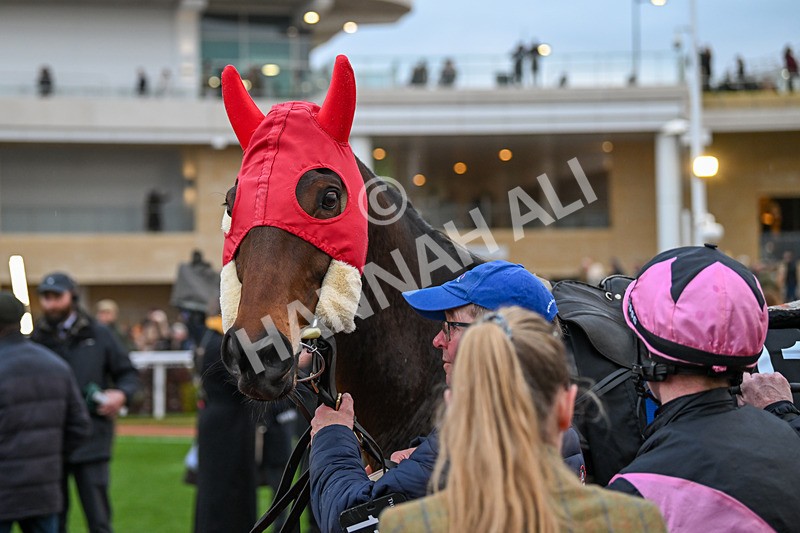 171124-Race 5-Paddock-Florida Dreams-4164 - Race 5