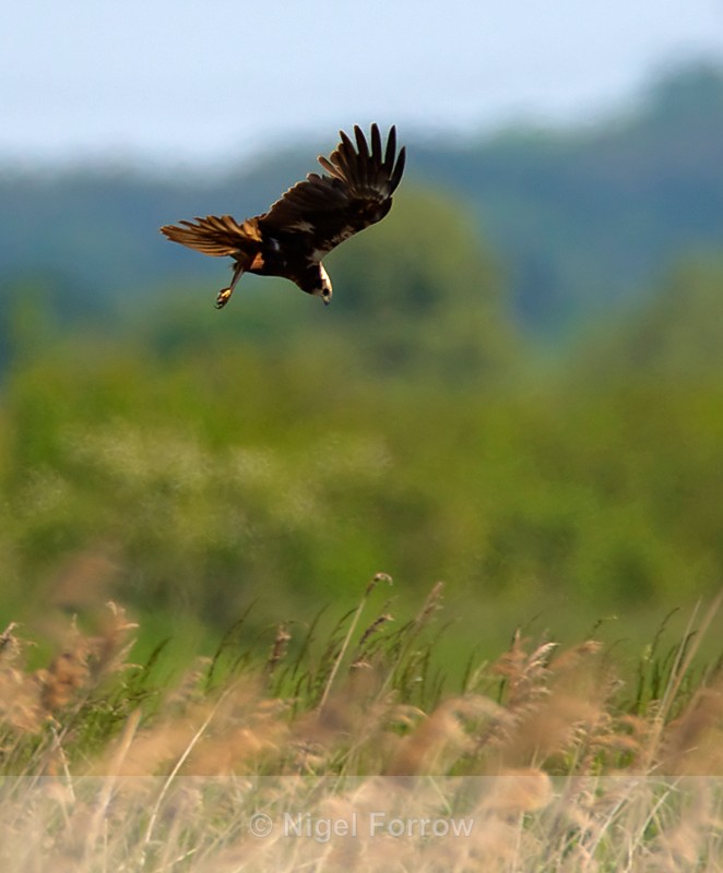 Marsh Harrier (female) hunting above the reeds at Otmoor - Marsh Harrier