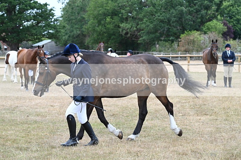 WJ7_0102 - Class 5a Most Handsome Gelding (above 14.2hh)