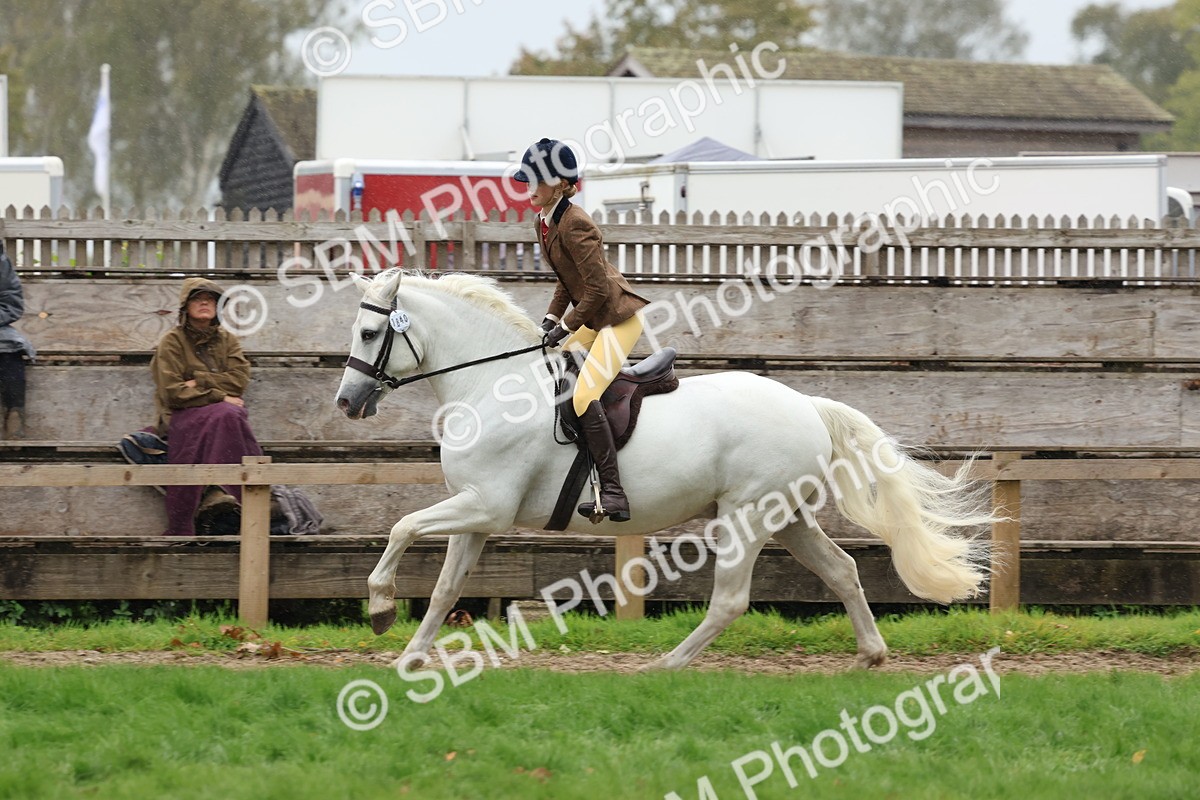 SBM_69690 - S62 - Mountain & Moorland Ridden Large Breeds