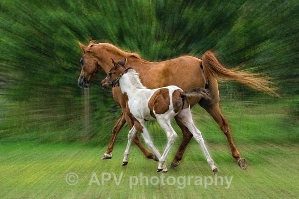  - Horses'n'Ponies