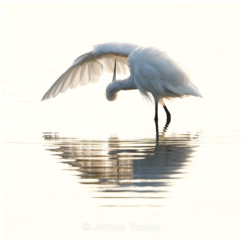 Little Egret Preening  - Latest Work