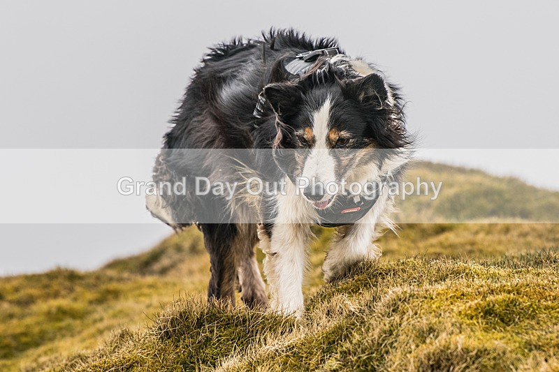 Coledale-1281 - Coledale Horseshoe Fell Race Saturday 29th March 2025