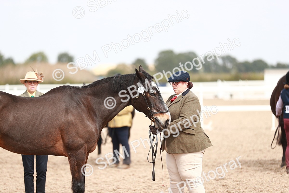 SBM_13281 - Class 208 IH Veteran Horse