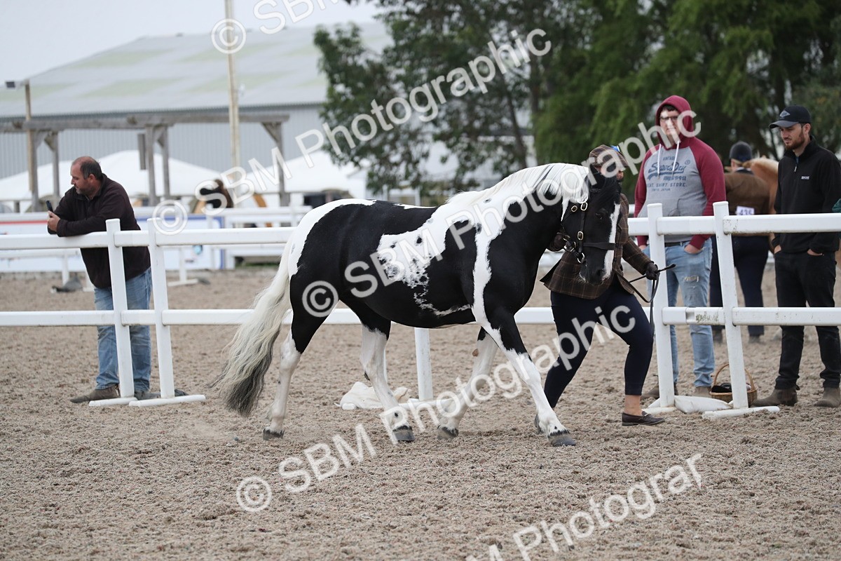 SBM_18326 - Class 318 IH Part bred Horse/Pony