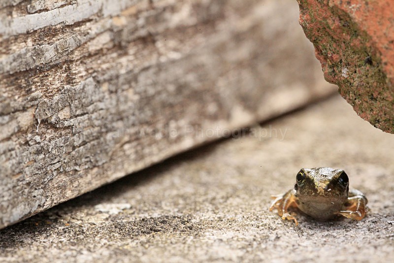  - Reptiles, amphibians & pond life, Great Britian