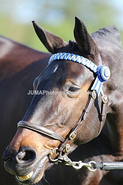 SIAL5428 - Miscellaneous pics