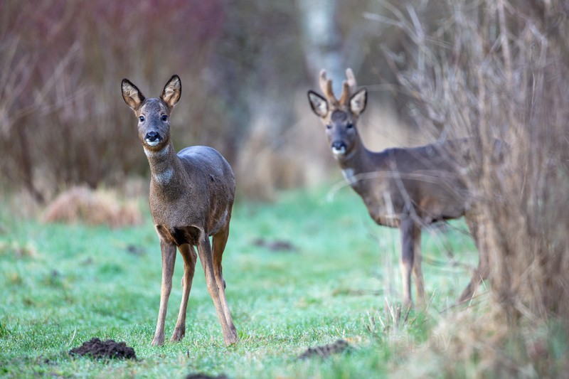 Pair of Roe deers.           Ref 3704 - macro and nature.