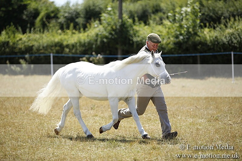 _C7A0097 - In Hand Championship BVRC Show 2018