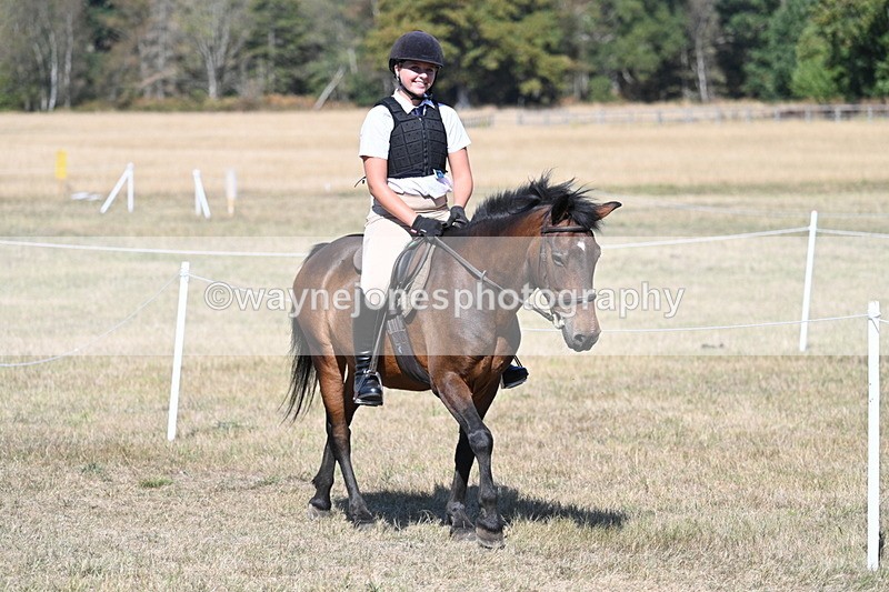 WJ7_1451 - Class 42 Most Handsome Gelding