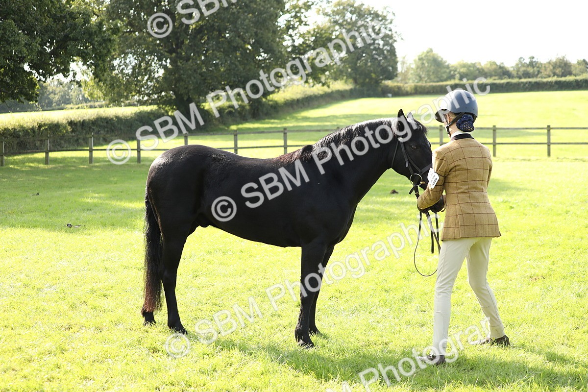 SBM_61039 - S44 - Part Bred Pony In hand