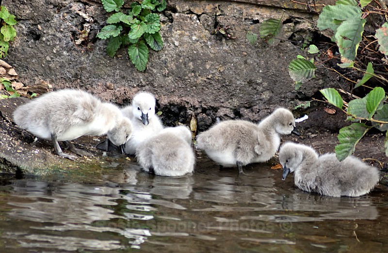  - Dawlish (mainly black swans)