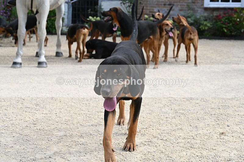 WJ6_3897 - Berks & Bucks - The Old farmhouse - Hound Exercise 20-08-25