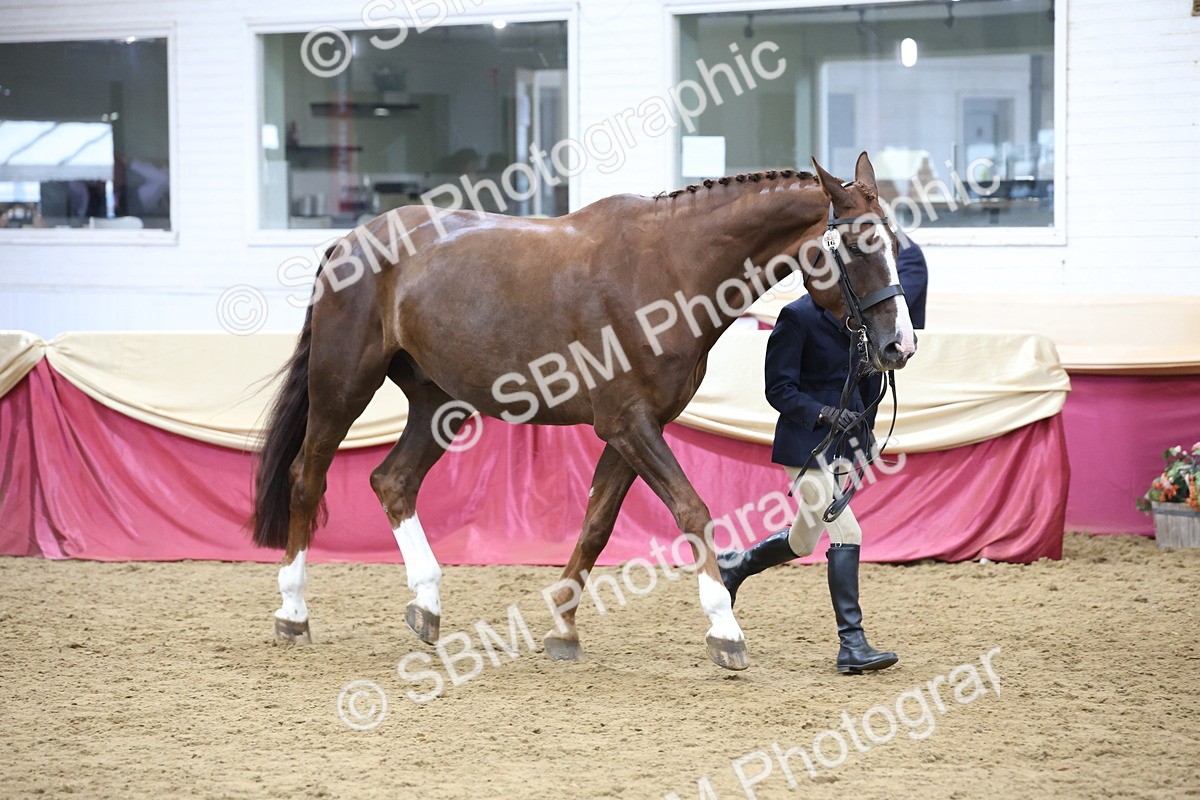SBM_23668 - class 906 - Supreme Final - Ridden Pre Vet