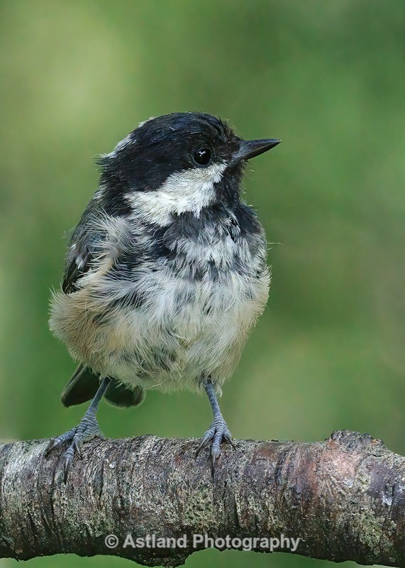 Coal Tit - Latest Images