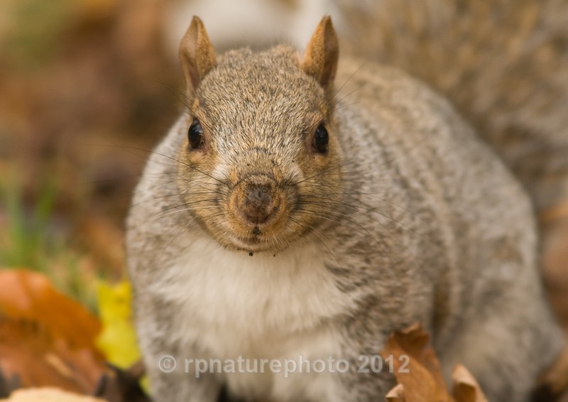 Grey Squirrel - Sciurus carolinensis RPNP0036 - Mammals