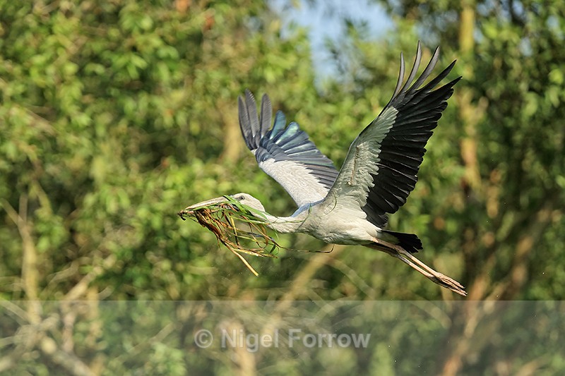 Flying Asian Openbill carrying nest material, Gao Giong, Vietnam - Asian Openbill