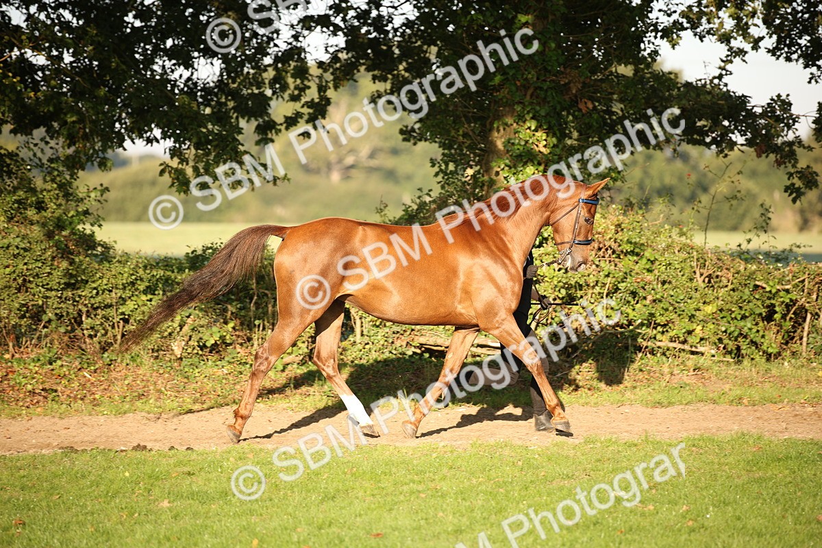 SBM_57539 - S50 - Foreign Breeds In Hand