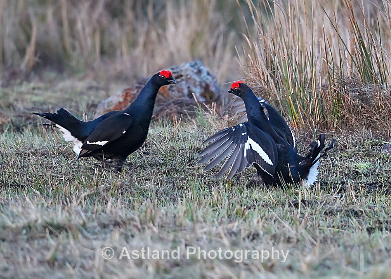 Astland Photography, Bird and Wildlife Images, Susan and Peter Wilson, U.K.