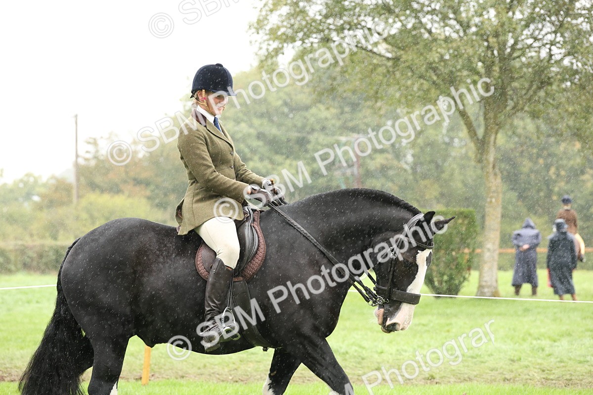 SBM_69772 - S69 - Show Cob Ridden
