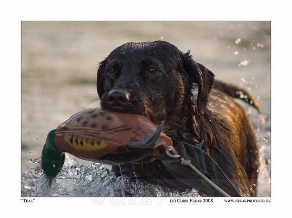 Teal - Dogs