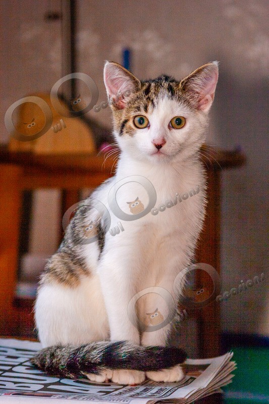 Cat domestic-1830 - Pet Photography