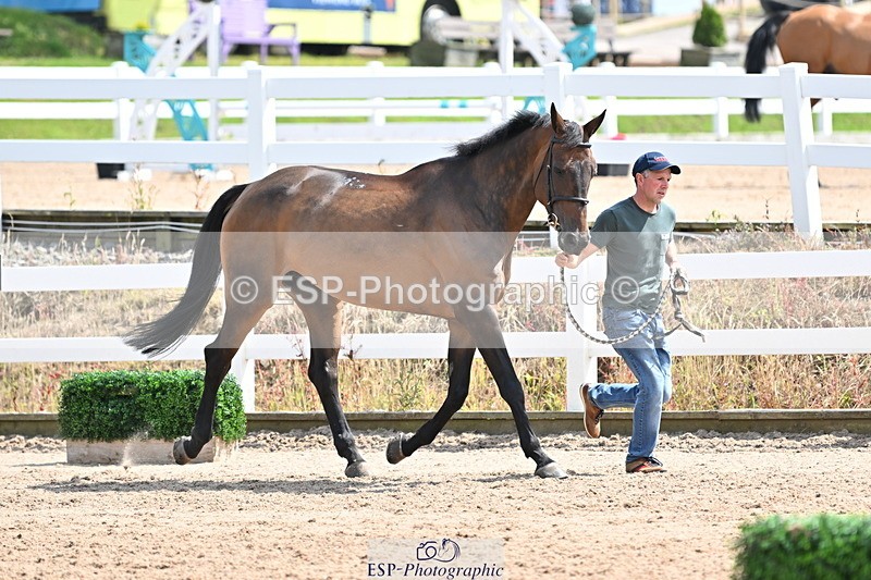 240717A-150133-02457 - Trot Up 3pm to 4pm