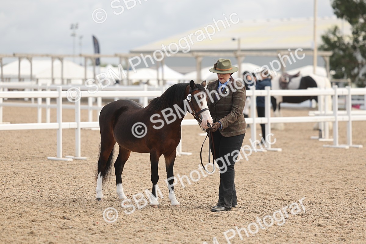 SBM_04476 - Class 18 - Handsomest Gelding (IH or Ridden)