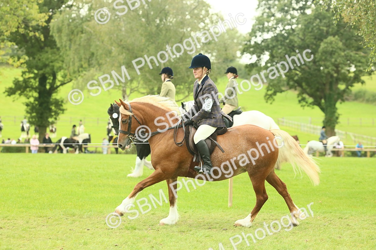 SBM_72086 - S60 - Mountain & Moorland Ridden Large Breeds