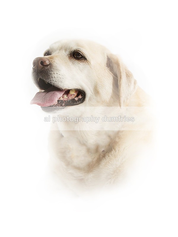 Mara - Pet Portraits