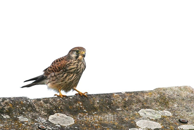 Female Kestrel,County Louth - Birds of Prey