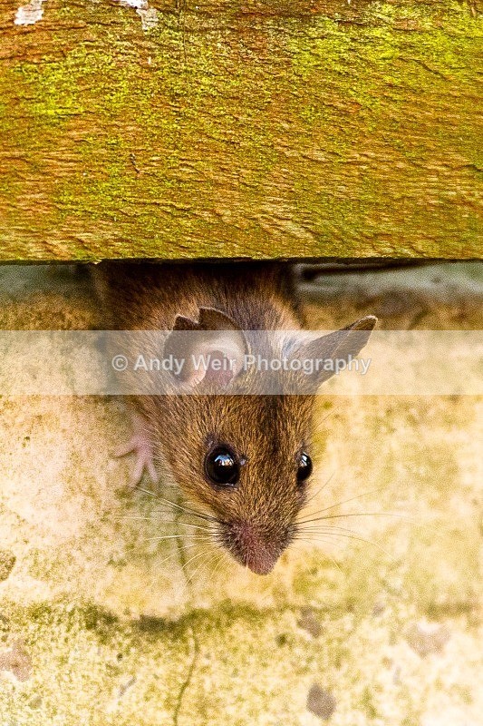 20120115-_MG_8136 - Wood Mouse