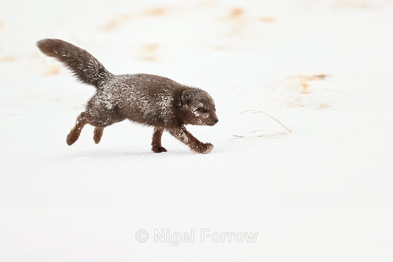 Arctic Fox (female) running, Hornstrandir, Iceland - Arctic Fox