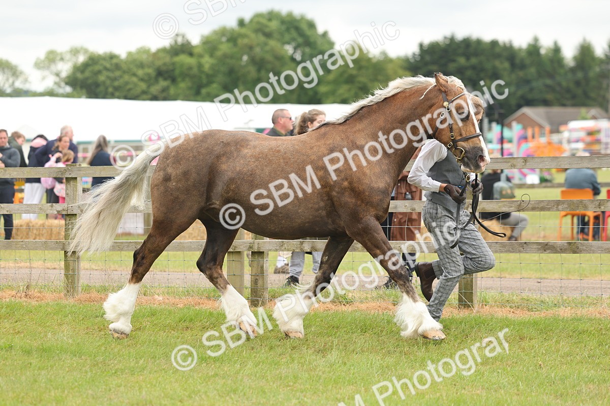 SBM_04865 - Class 50-57 - M&M Welsh Pony In Hand