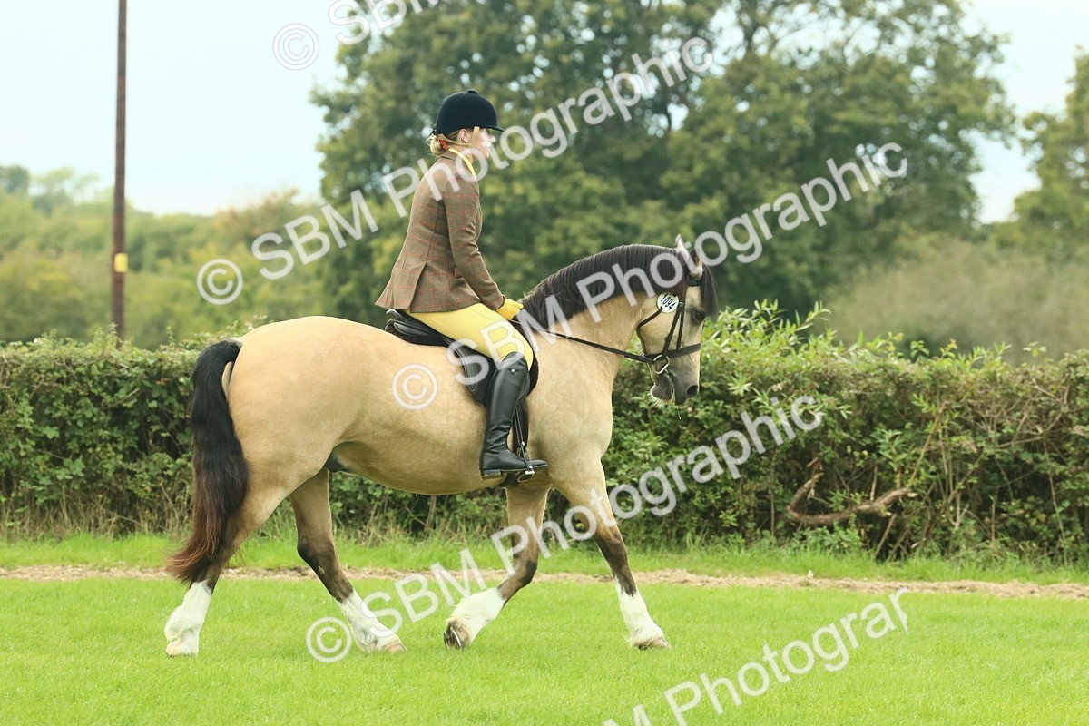 SBM_71833 - S60 - Mountain & Moorland Ridden Large Breeds
